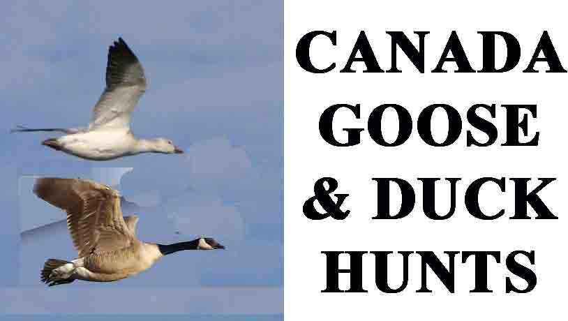 Guided Canada goose and duck hunting.  snow goose hunting guide in missouri, MN, SD